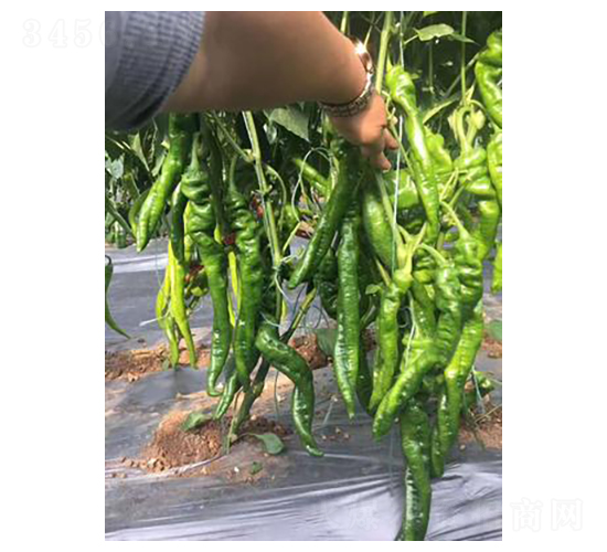 ����798-�����N��-����N��