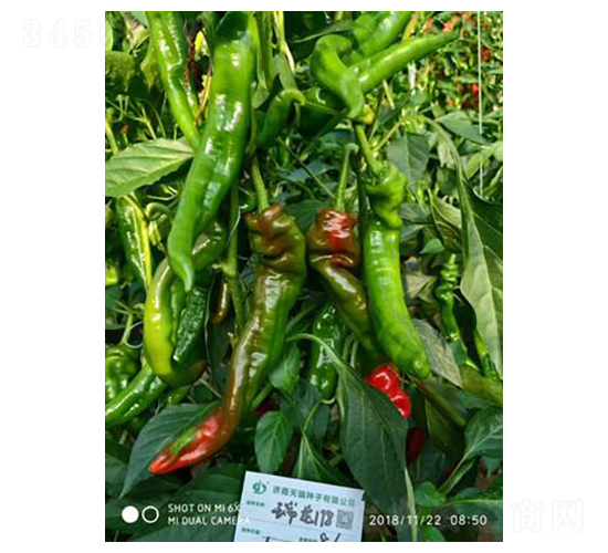 瑞龍198-辣椒種子-天瑞種子