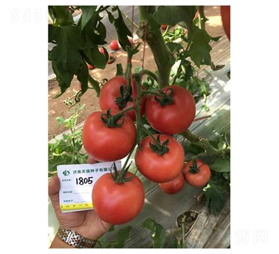 ���1805-���ѷN��-����N��