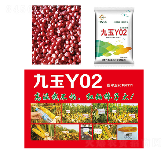 玉米種子-九玉Y02-研創(chuàng)種業(yè)