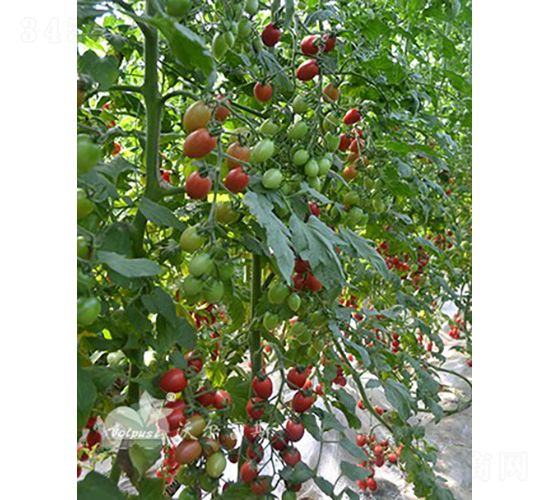 ǧ��F1���۹�С���ѣ�-���ѷN��-�֠���˹