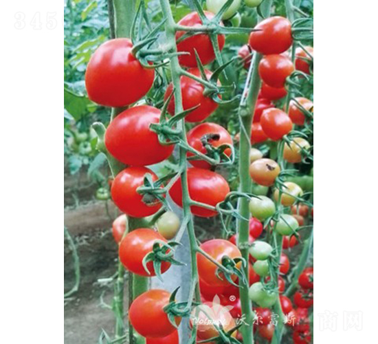 �_�ϼt��F1���t��С���ѣ�-���ѷN��-�֠���˹