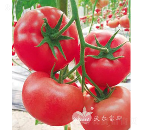 �����Ķ�̖(h��o)F1����TYԽ�����ӷ۹����ѣ�-���ѷN��-�֠���˹