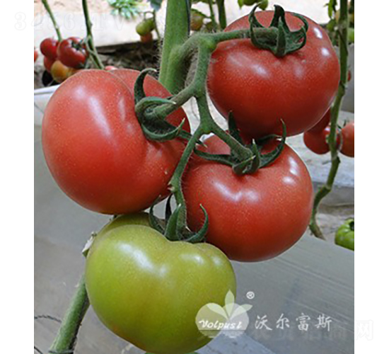 �W˼�ȶ�̖F1���a(ch��n)���ߡ����A�\��-���ѷN��-�֠���˹