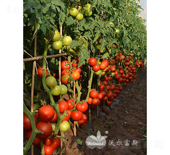 ؐ������̖(h��o)F1����TY�����t�����ѣ�-���ѷN��-�֠���˹