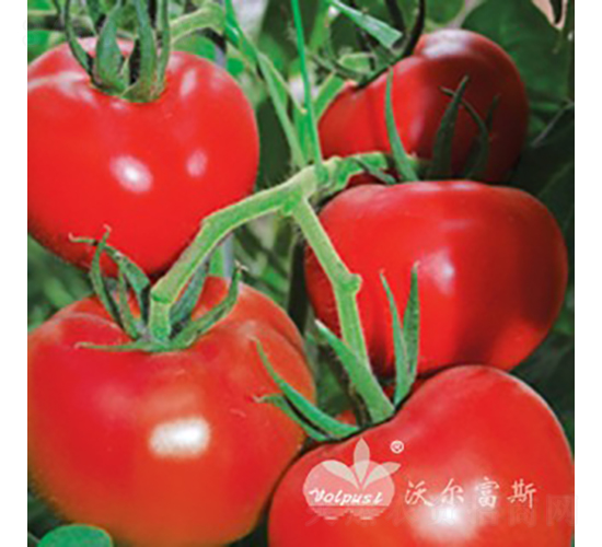 ʥ���_F1�����|�߮a��t����Ʒ�N��-���ѷN��-�֠���˹