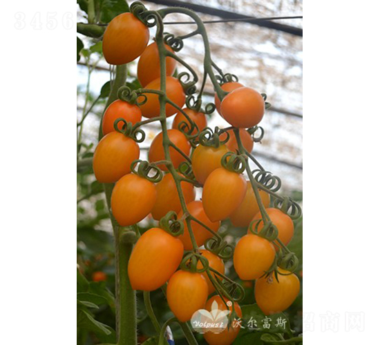 �S���ݶ�̖F1����TY�����S��С���ѣ�-���ѷN��-�֠���˹