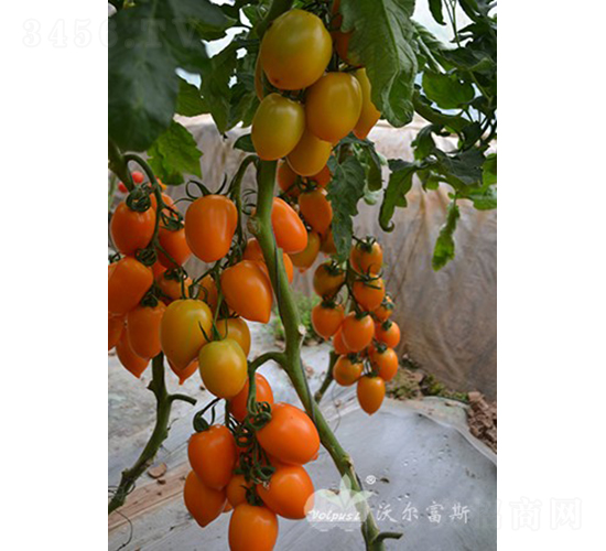 �����_F1���߮a(ch��n)�Sɫ�_�����ѣ�-���ѷN��-�֠���˹