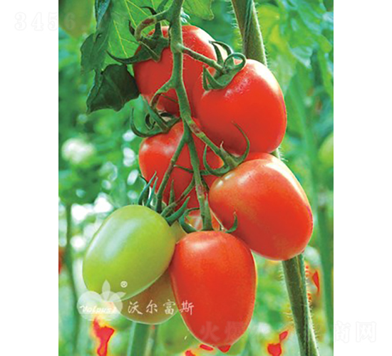 �t��ɽF1����TY�t�_����ͷ��ѣ�-���ѷN��-�֠���˹