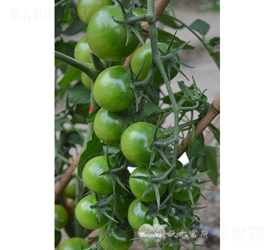 �GؐؐF1���Gɫ�A��С���ѣ�-���ѷN��-�֠���˹