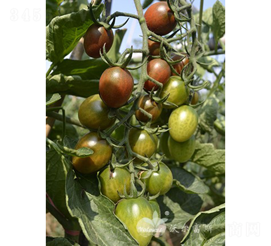 ��ǧ��F1����ɫǧ�����С���ѣ�-���ѷN��-�֠���˹