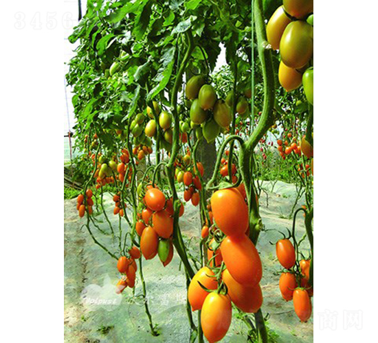 �������_��F1�����|�Sɫ�_����ͷ��ѣ�-���ѷN��-�֠���˹