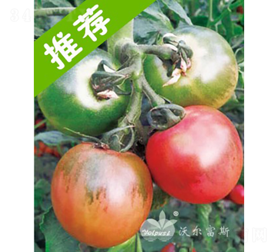 ��ؐ��F1������ó���ɫ��ݮ���ѣ�-���ѷN��-�֠���˹