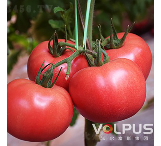 ��ϲF1����TY�߶˸߮a��Ʒ�۹����ѣ�-���ѷN��-�֠���˹