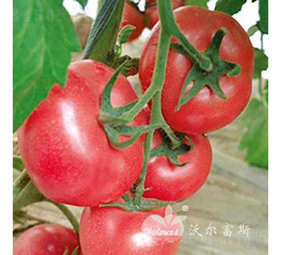 ��ӯF1����TYԽ���۹����ѣ�-���ѷN��-�֠���˹