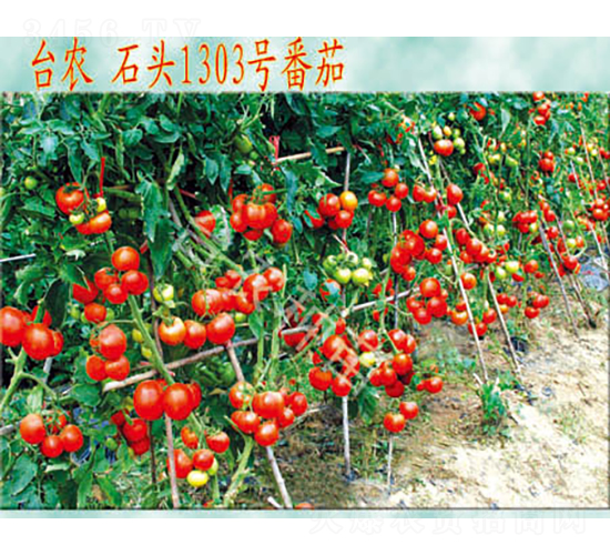 ʯ�^1303����-���ѷN��-�_(t��i)�r(n��ng)�N��