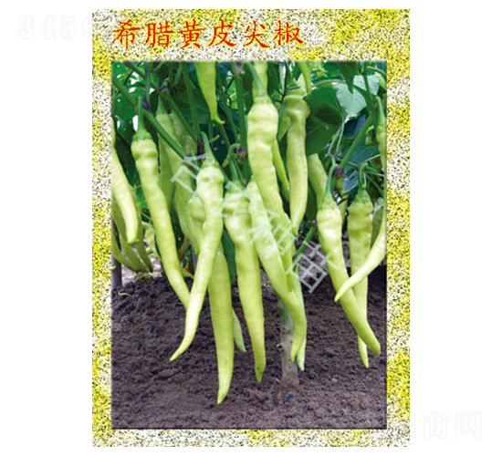 希臘黃皮尖椒-辣椒種子-臺農種苗