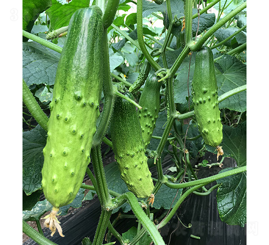 ���r�G��9̖-�S�ϷN��-���r�r�I(y��)