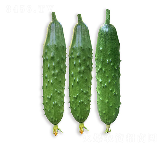 ���r�G��8̖-�S�ϷN��-���r�r�I