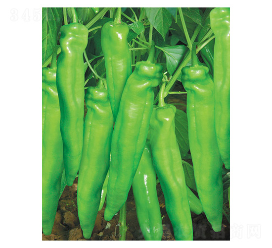 ؐ��958-���r����