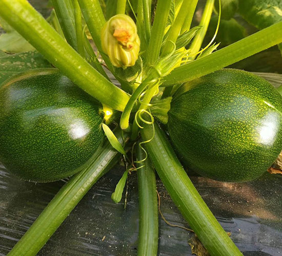 �A�������J�N��-�A���r�I