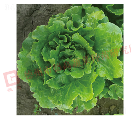 �¸����������-���˷N��-�¸߷N�I