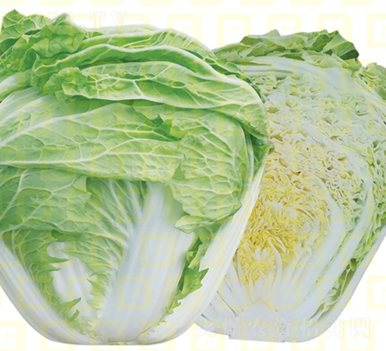 ������ײ�-�¸�VRС��-��ײ˷N��-�¸߷N�I