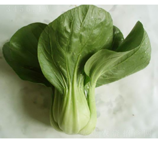 �G����˷N��-�r�ƷN��