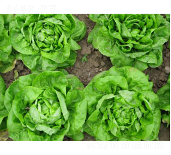 申選一號(hào)青菜種子-農(nóng)科種子