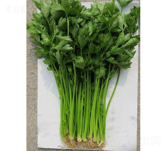 ������һ̖-�۲˷N��-�r�ƷN��