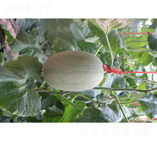 ������25̖-��ϷN��-�r�ƷN��