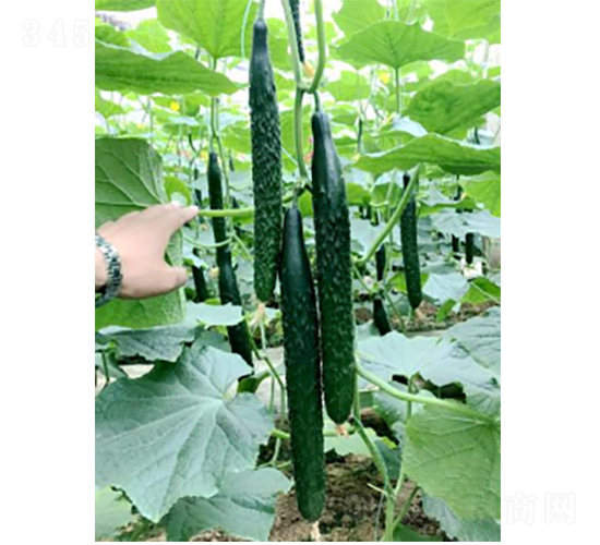 ������̖-�S�ϷN��-�r�ƷN��