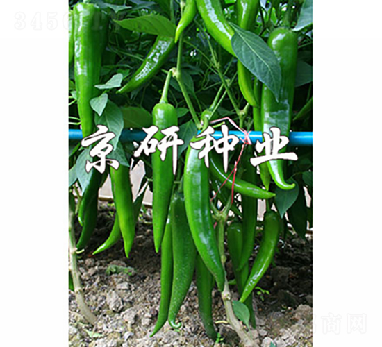 ����316-�����N��-���зN�I