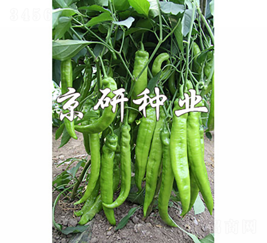 ����907-�����N��-���зN�I