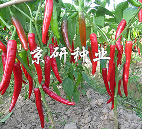 ��������108-�����N��-���зN�I