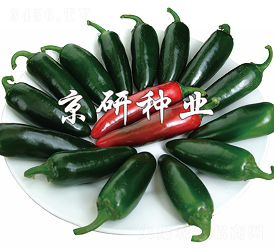 國塔104-辣椒種子-京研種業