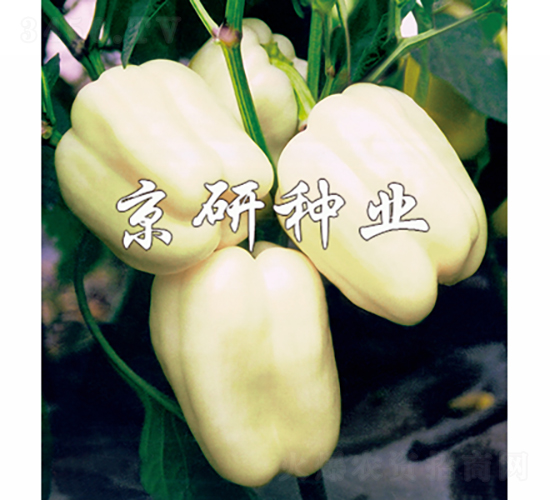 ����2̖-�����N��-���зN�I