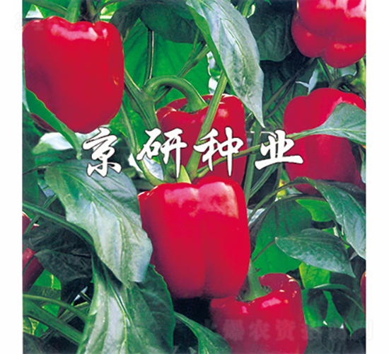 �t��2̖-�����N��-���зN�I