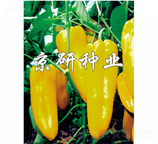 黃妃-辣椒種子-京研種業
