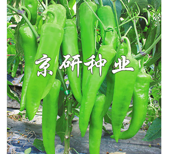 �ٺ�742-�����N��-���зN�I