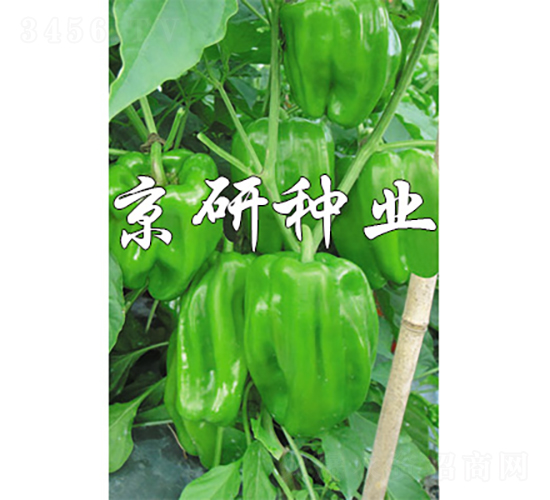 ����514-�����N��-���зN�I