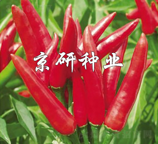 ���P-�����N��-���зN�I