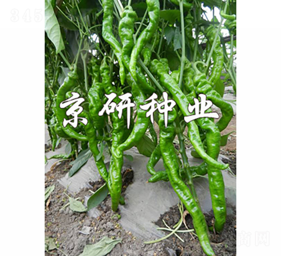 京旋1號-辣椒種子-京研種業