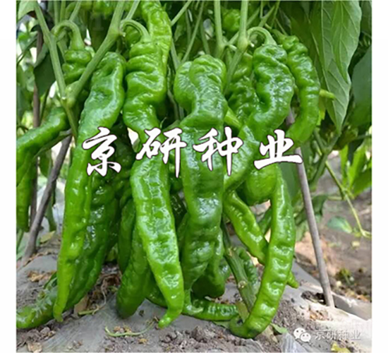 ����2̖-�����N��-���зN�I