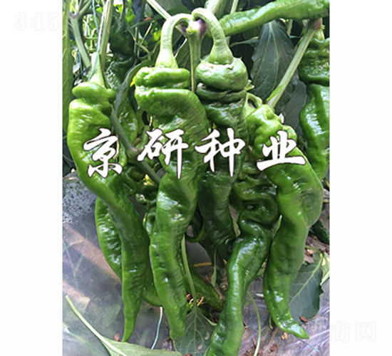 ����3̖-�����N��-���зN�I