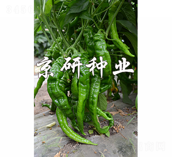 ����4̖(h��o)-�����N��-���зN�I(y��)