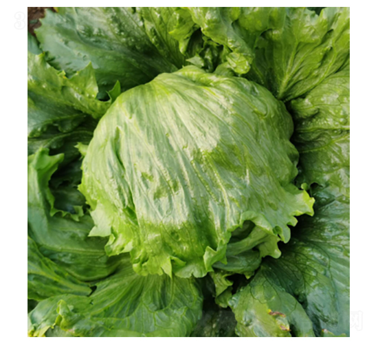 ʥ��˼-���˷N��-�����N�I(y��)