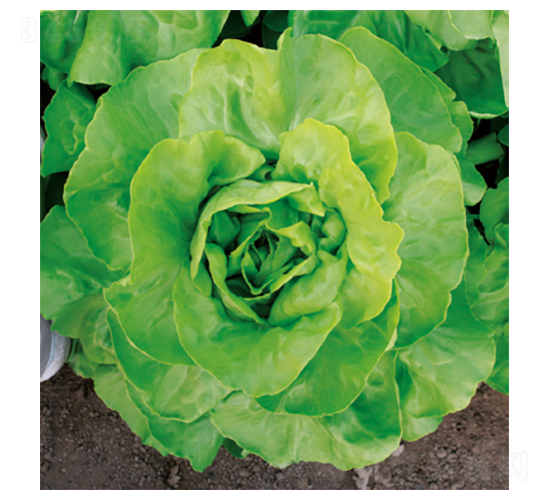 君川雷特-生菜種子-君川種業