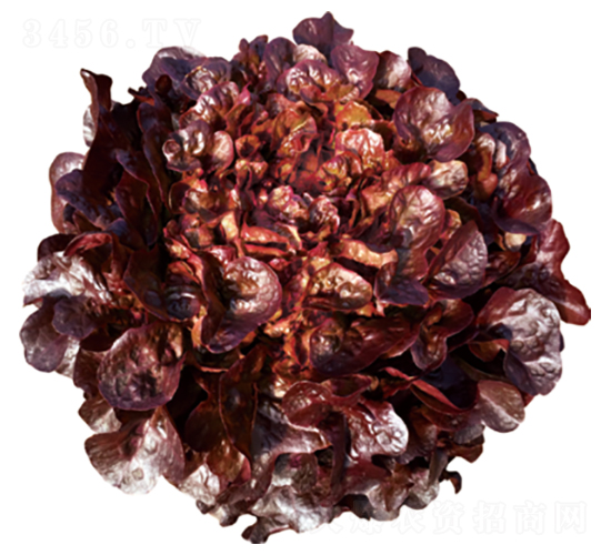 ��������-���˷N��-�����N�I