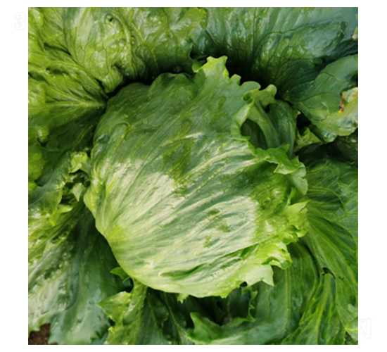 君川普陀羅-生菜種子-君川種業